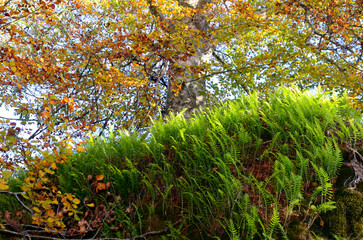 Polypodium cambricum ferns in an autumnal beech forest