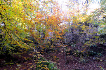 Enchanted Forest of Artea in autumn
