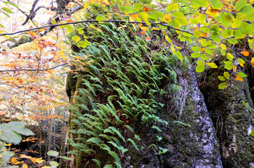 Polypodium cambricum ferns in an autumnal beech forest
