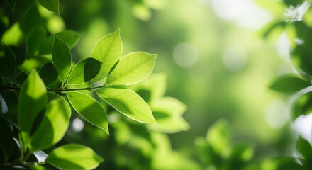 Obraz premium Lush Greenery Captivating Close-up of Vibrant Leaves Illuminated by Sunlight, Nature's Beauty