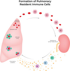 Formation of Pulmonary Resident Immune Cells and Immune Response Cycle