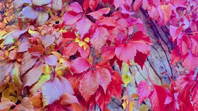 A glowing red grapevine sways gently in the autumn wind