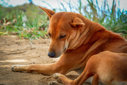 Brown dog chilling in the Little Adam&rsquo;s Peak Sri Lanka.