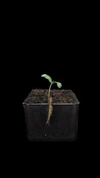 Time lapse of growing Maple plant from a seed, vertical orientation