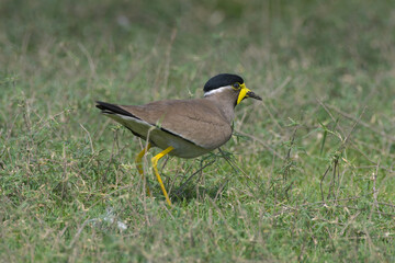A Yellow-wattled Lapwing (Vanellus malabaricus) standing alert on open grassland at Bhigwan, Maharashtra, India.