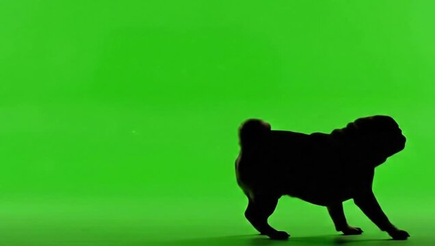 silhouette of a black dog 4k quality video
