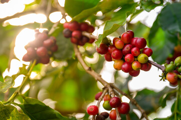 A close-up of ripe red coffee cherries on a branch with morning sunlight, organic coffee farming and natural freshness concept.
