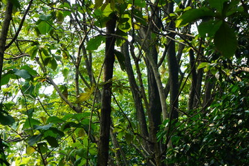 Lush Canopy Dense Forest Interior with Sunlight Filtering Through Green Leaves.