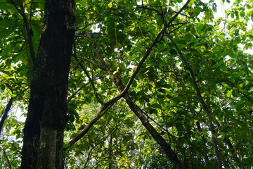 Lush Canopy Sunlight Filtering Through Dense Green Foliage in Tropical Forest.