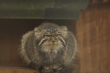 A manul sits on the roof of a house at the zoo