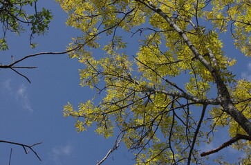 青空をバックに黄色く染まった黄葉の樹木