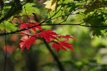 妙高杉ノ原スキー場ゴンドラ山頂駅付近の紅葉