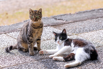 北海道洞爺湖町、仲良くくつろぐ2匹の野良猫【9月】
