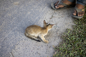 A small, skinny kitten on a leash looks up at its owners feet