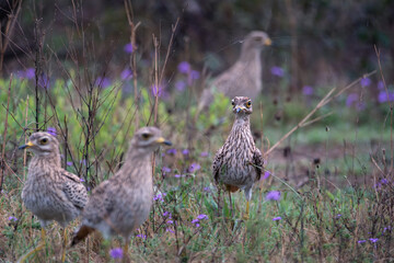 Group of birds standing in wild grass