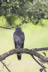 African harrier-hawk, harrier hawk or gymnogene, Polyboroides typus, in Kruger National Park, South Africa