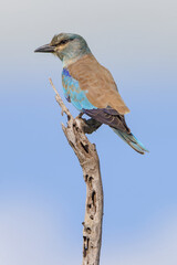 European roller, Coracias garrulus, in Kruger National Park, South Africa