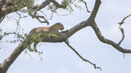 Leopard in a Leadwood tree, Kruger National Park, South Africa