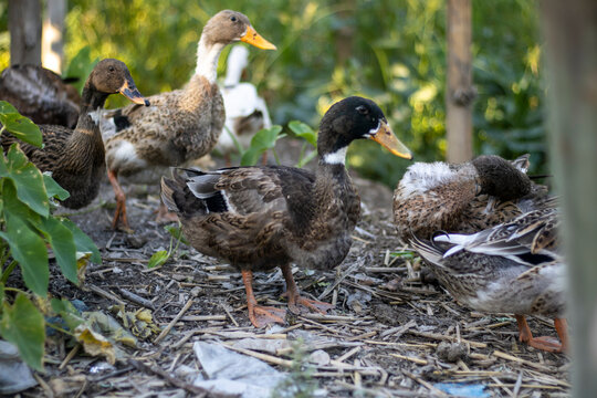 A group of ducks foraging in a natural outdoor environment with lush greenery