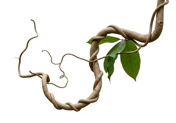 Lush liana vine with fresh green leaves twining elegantly against a clean white backdrop