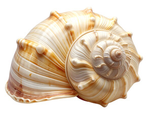  Realistic Seashell Isolated on Transparent Background, Ocean Beach Element PNG 