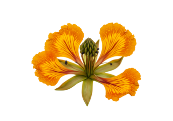 Vibrant orange flower with intricate details on transparent background