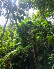 Dense tropical rainforest canopy with lush green foliage and natural sunlight filtering through