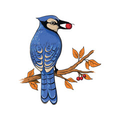 Vector Illustration of a Blue Jay Bird Eating a Red Berry on an Autumn Branch