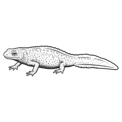 Newt silhouette Vector