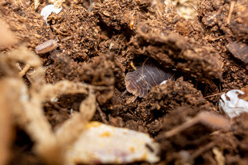 Macro shot of an Armadillidium vulgare (pill bug) on the ground