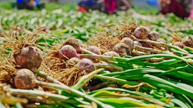 Farmers harvesting single-clove garlic outdoors in the countryside