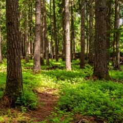 Obraz premium Forest with young hemlock saplings growing in deep shade beneath a dense evergreen canopy in summer