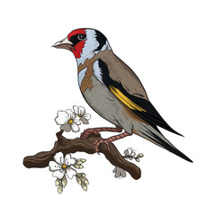 Vector Illustration of a European Goldfinch Bird on a Flowering Branch