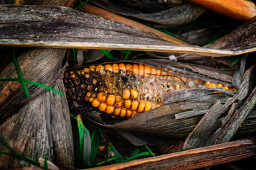 Verfaulter Maiskolben