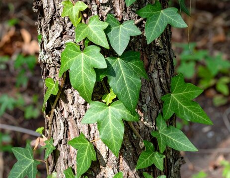 Green ivy leaves covering tree trunk showing resilience and natural pattern