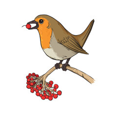 Cute Vector Robin Bird with Red Breast Eating a Holly Berry on a Branch
