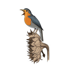 European Robin Bird Singing on a Dried Sunflower Head Illustration