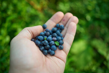 Hand holding fresh blueberries in summer garden