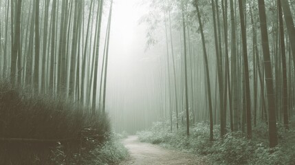 Fototapeta premium Photograph of a path through a dense bamboo forest. the trees are tall and slender, with their trunks reaching up towards the sky.