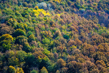 Fall colorful forest as a background