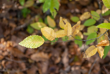 Yellow autumn leaves on a bush branch
