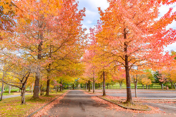 Naklejka premium 秋 みちのく湖畔公園 紅葉とコキアと古民家 