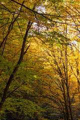 Autumn forest leaves, vibrant golden and green foliage in a natural forest setting with sunlight
