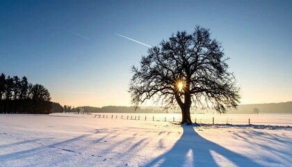 A solitary tree silhouetted in a snowy field with the sun shining through its branches at sunrise