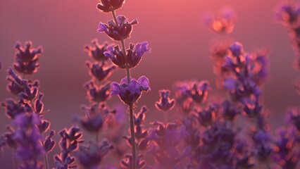 Lavender Bloom Sunset: Purple flowers glow at dusk in garden for beauty and calm.