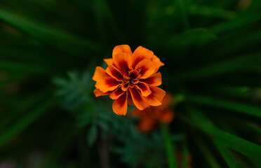 A close-up orange marigold flower with blur green leaves. Macro flower photography for wallpaper and cover
