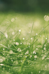 Wet grass in sunlight after early morning dew