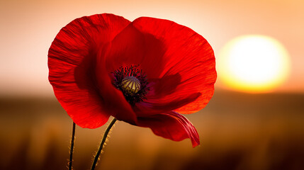 poppy. Close-up of a vibrant red poppy bathed in golden sunset light in a peaceful field. inspiring travel planning, gardening catalogs, designed for gardening and botanical catalogs.