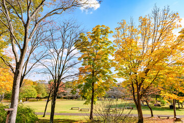 Naklejka premium 秋 みちのく湖畔公園 紅葉とコキアと古民家 