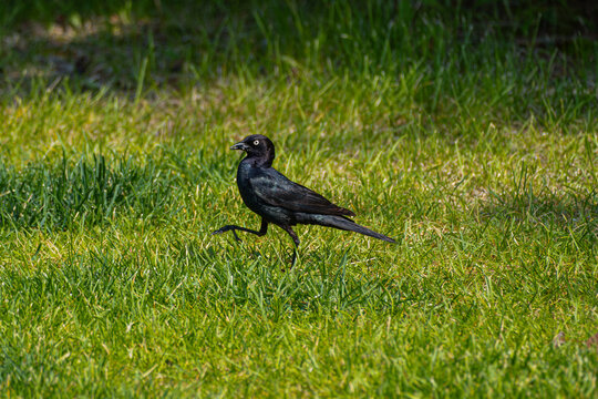 blackbird on the grass